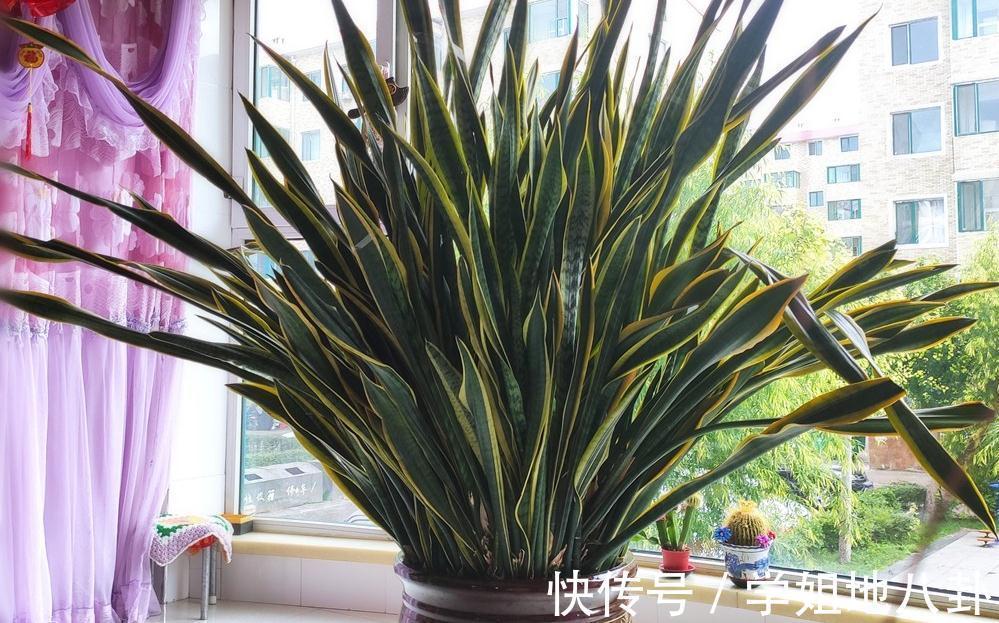 6种“懒人花”,堪称“不死花”,养成老桩几十年,旺家又值钱