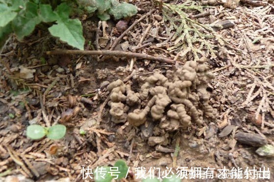 蚯蚓|什么废油、黄豆水都不如这种水,浇啥旺啥,是真正的“万能水”!