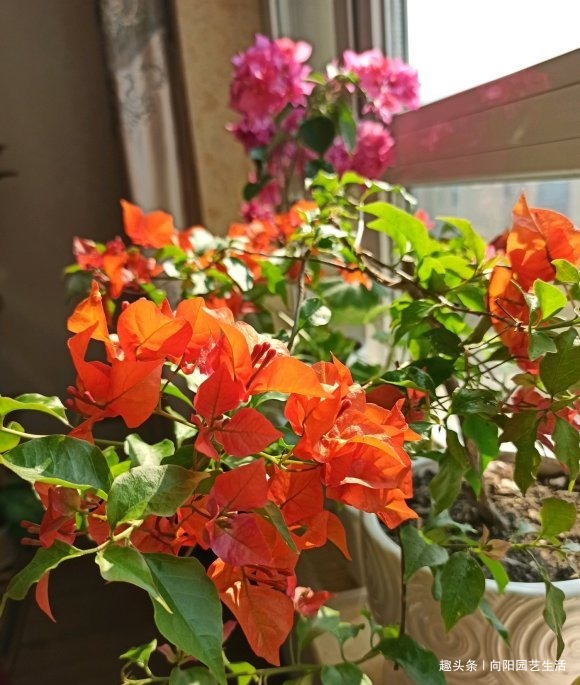 三角梅正育芽,赶紧追加“有机肥”,做好“2步”,强势爆开花