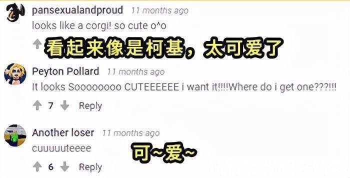 精灵|世界上最菜的狗能有多菜?这个日本人给出了意想不到的答案