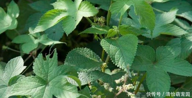 葎草|农村地里一种常见野草，是治“皮肤瘙痒”的好药，一涂很快就见效