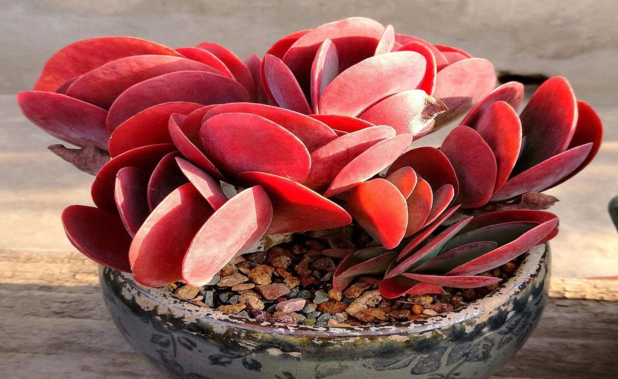 养肉朋友别烦恼，妙招帮你省心事，多肉世界多的是你不知道的事！