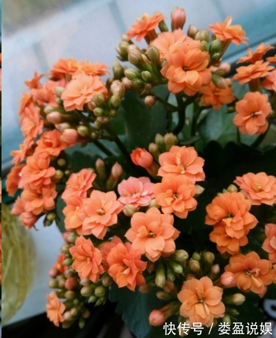 长寿花|别再浪费钱买花了,这些花掰片叶子就能长一大盆,省下好多钱!