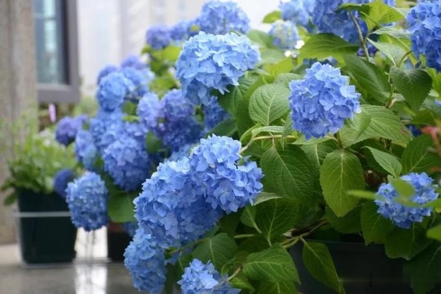 圆滚滚的绣球，瀑布般的花墙，这届花友也太会种花了吧