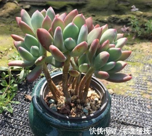 厚叶草属|4种多肉是“美人”，虽然是普货，但是好养活，老桩出状态更美！