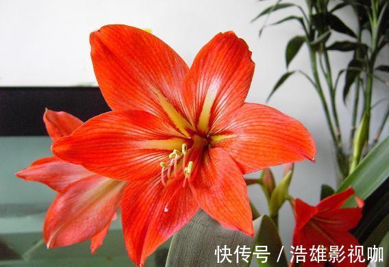 施肥|这些“老话”通俗易懂,能叫养花人少走弯路