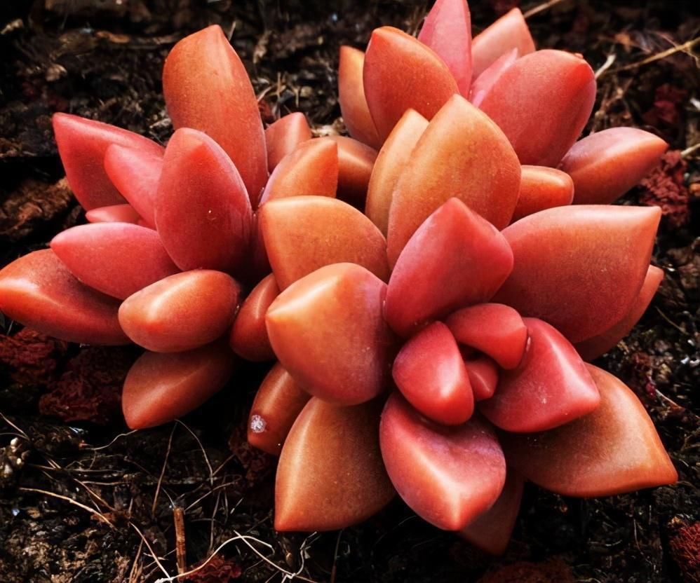 天气|如果天气突然降温。多肉怎么办?南北方法不同,大家可别搞混了