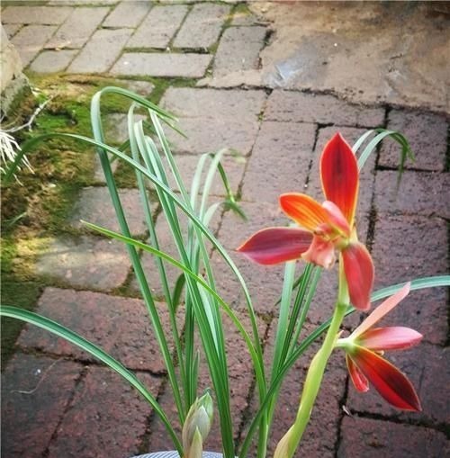 4种花养阳台,浇点水就疯长,开成花海,比吊兰好养,花色娇艳