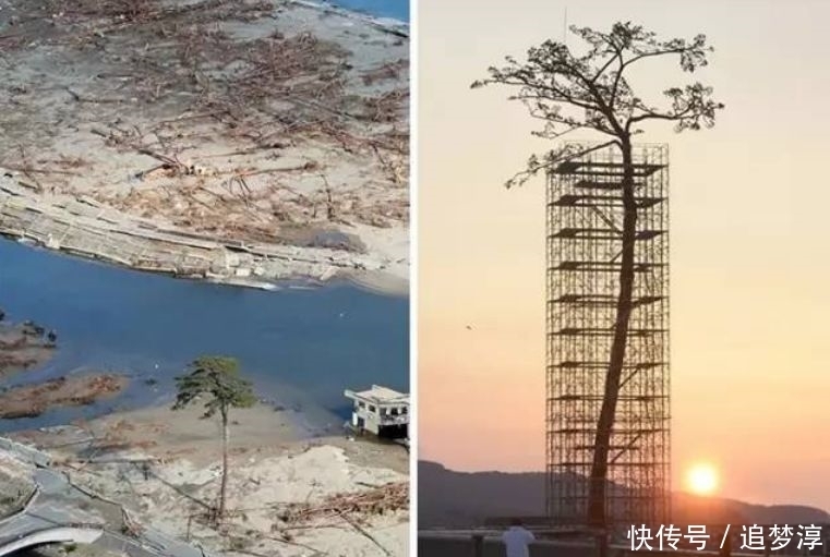 震撼!21棵不想“死”的树,这就是生命