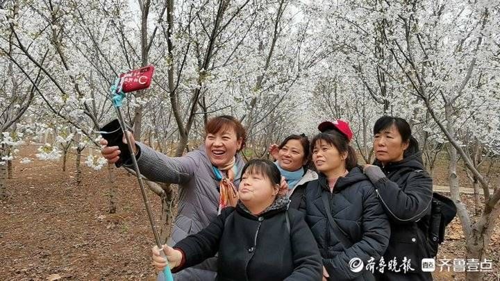 济南平阴北市村首届樱花节开幕