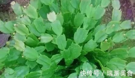 养花|老花匠这样养蟹爪兰，“1种汁液”兑水浇，7天1次，新芽蹭蹭冒