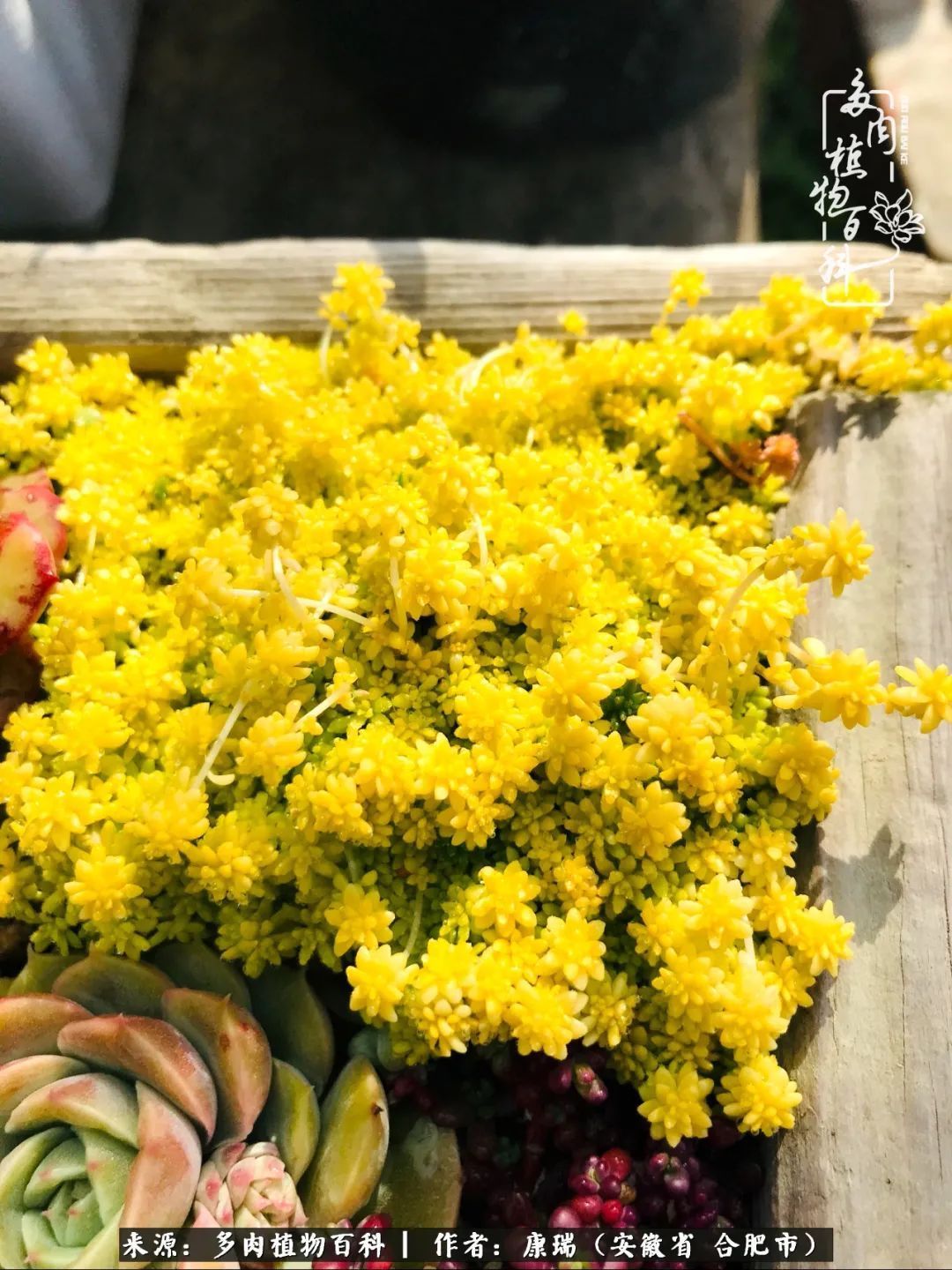 养肉之路，道阻且长，累的是身体，净的是心灵！