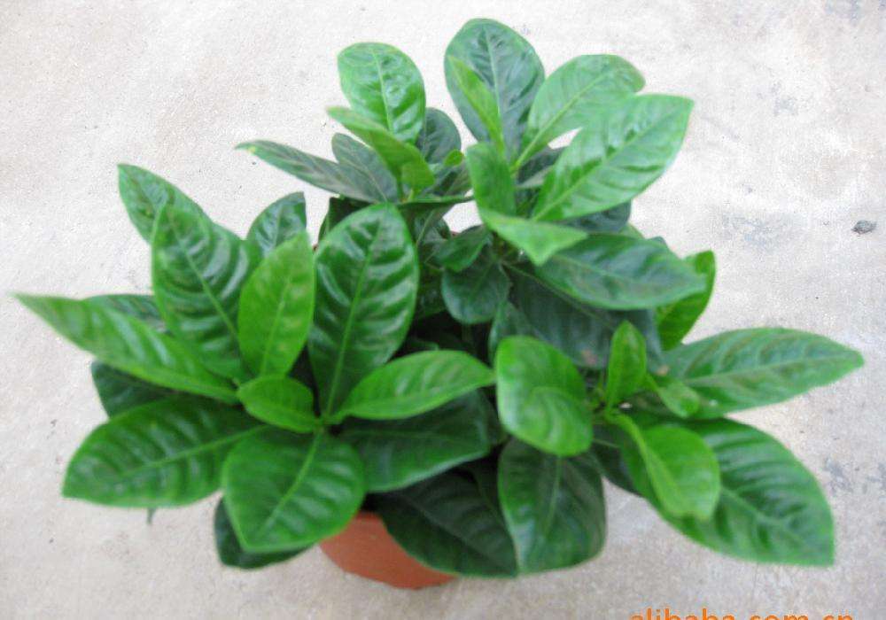 这3种花卉适合爱干净的人养，除臭又杀菌，家庭卫生清洁好帮手！