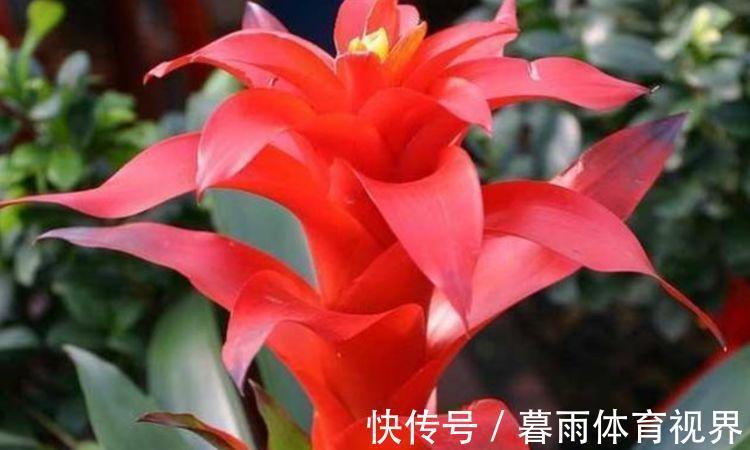 花卉|家里阳台养此款花，新手也能养爆盆，花香四溢飘满屋，美爆了