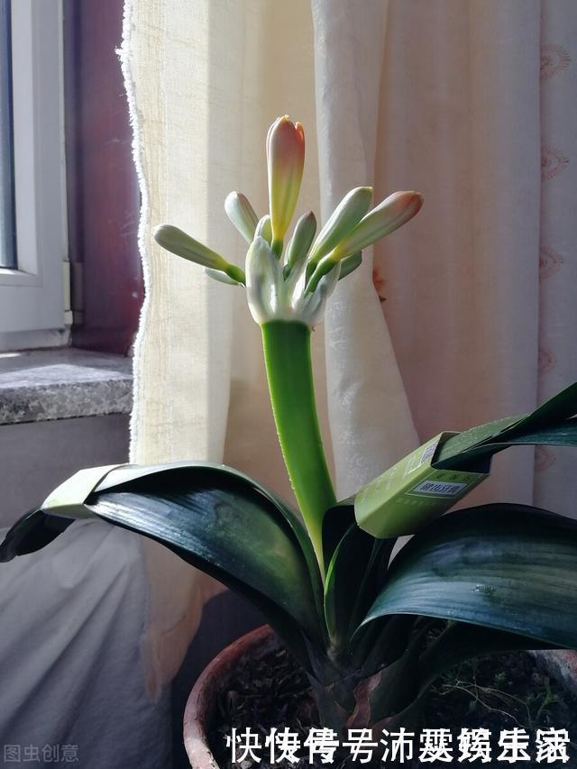 构造|让君子兰开好花的“钥匙”,就握在你手里,它的“构造”很简单