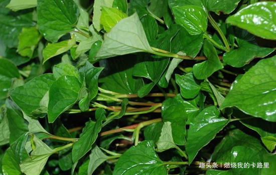 鱼腥草|女性常用此物泡水喝，杀菌消炎，去除异味，皱纹淡了，远离妇科病