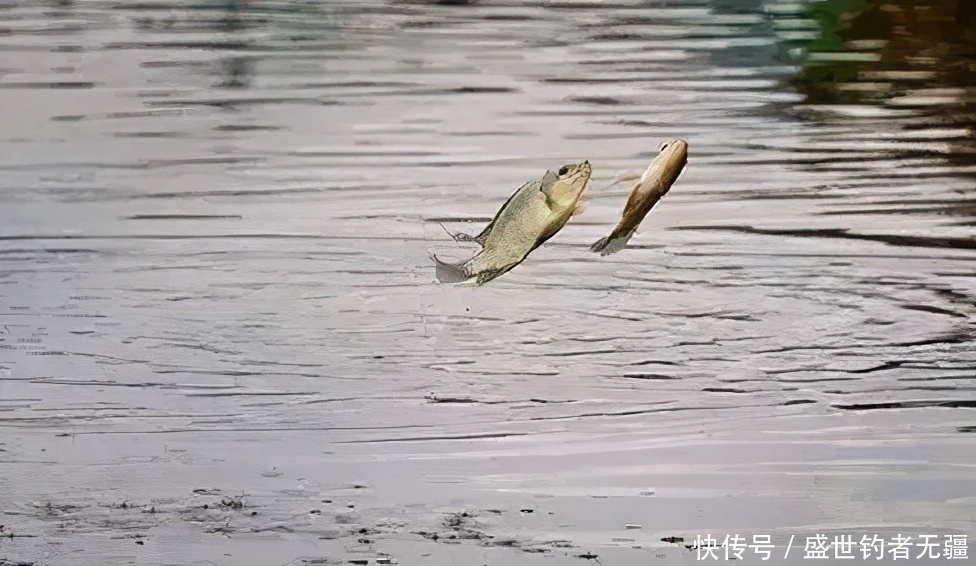 盛世三渔|四种钓鱼常见手法，钓鱼老手会3种以上，你会几种？——盛世三渔