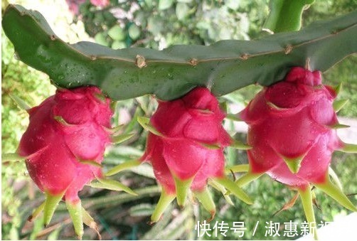 柚子|夏天3种水果要少吃,越吃湿气越重,很多人傻傻不清楚!