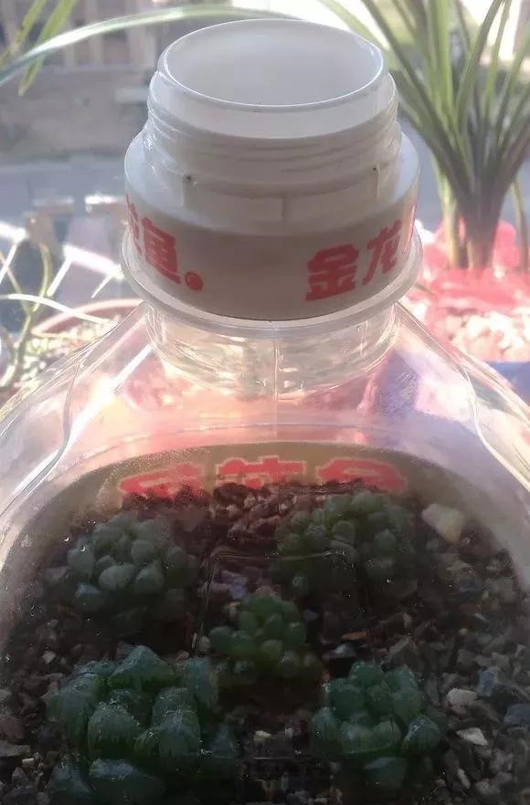 只要家里有油桶，就不用花钱买花盆！多肉种在油桶里，叶子胖嘟嘟
