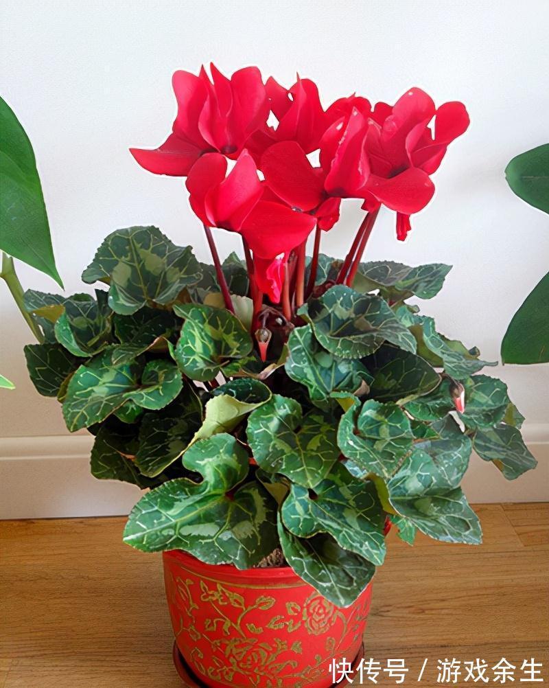 空气再干燥，“12种花”也别喷水，容易黄叶、腐烂和枯萎