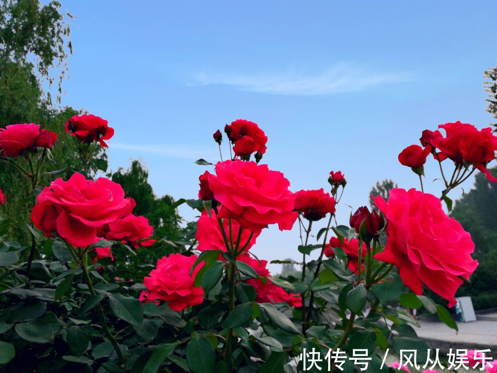 扦插|月季花扦插好花开爆盆,月季花几月份扦插好