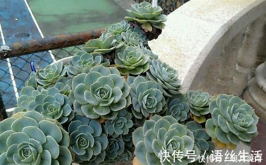 福娘|新人肉友慎入的这几款多肉,你了解多少,知道为什么吗?