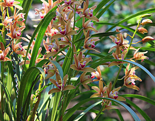 墨兰如何养护教你3个盆栽的小妙招,养出优雅清新的墨兰