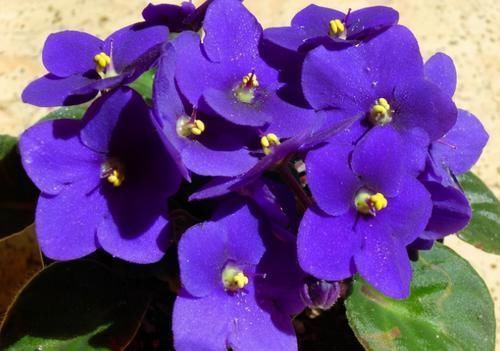 花朵|这些花超耐阴的,光照不好也能长出一片花海