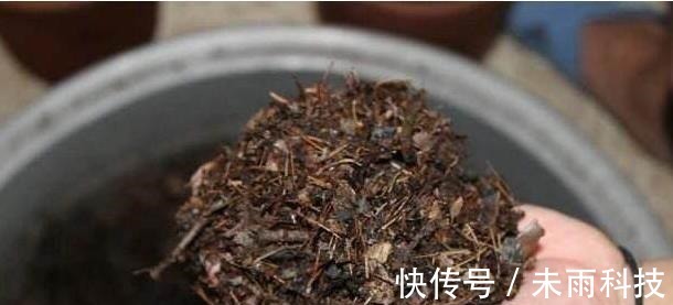 饼肥|家里养君子兰,一个施肥小技巧,叶片长得又厚又大,花开得非常多