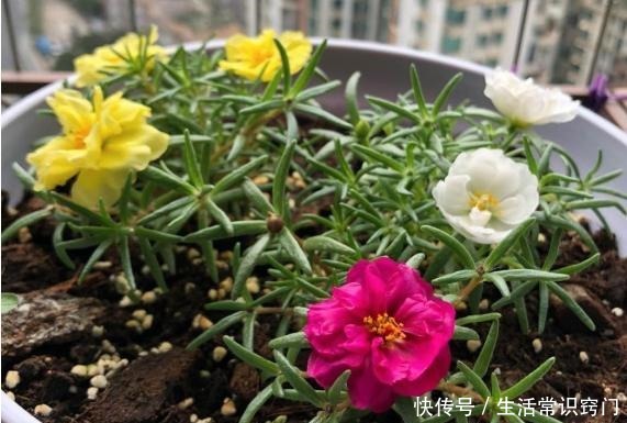 撒下一颗小小的种子,能开出一百多朵的花,太美太好养了!