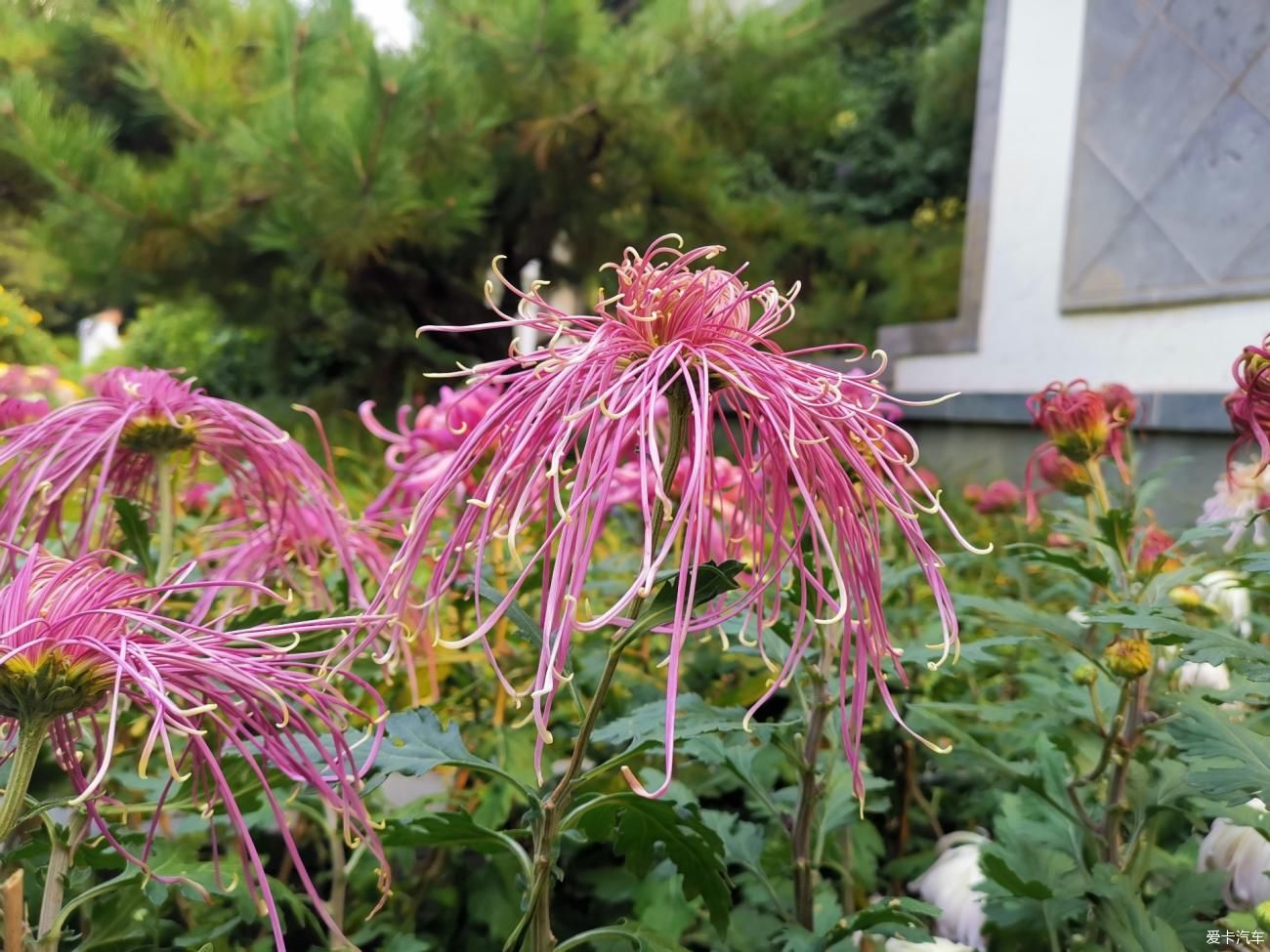 典雅|彩菊盛开寒秋里