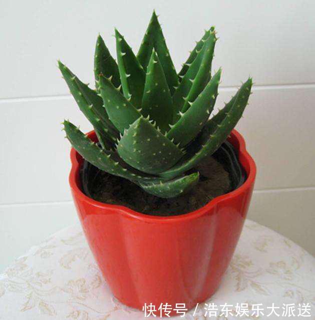 结积水|盆土板结积水怎么办3个“步骤”就解决,盆土疏松肥沃,根系旺