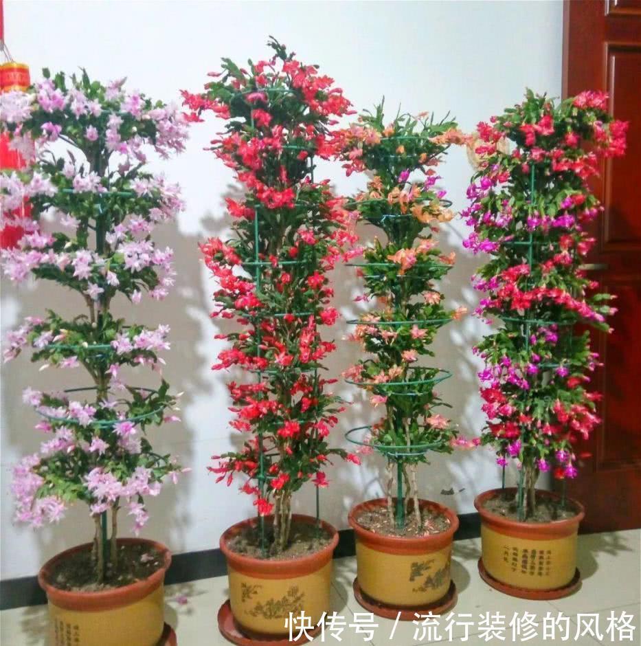 蟹爪兰|立秋之后,蟹爪兰这么养,叶子厚又亮,开花大爆发