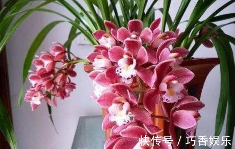 新手养花,不如养盆花中精品“兰花”,透气不烂根,开花多又香