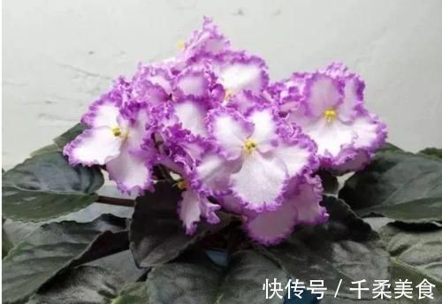 盆栽|3种花很好养，耐寒易打理，花美色艳，花儿轻松开爆盆