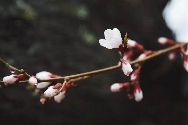 一路向西，遇见，林芝最美桃花节