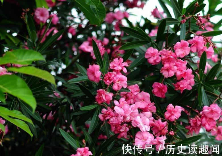 5种花再喜欢也别养在家里,对我们的健康不利,你家养了几种?