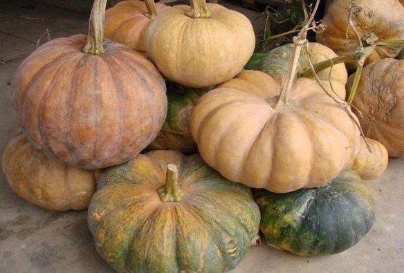 营养师|秋季养生吃南瓜，营养师建议2个误区要了解，很多人都错吃