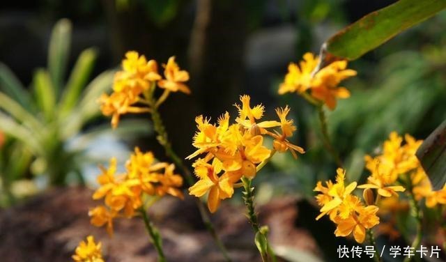 这“三种花”易爆盆,“遇水疯长”又耐寒,大冷天也能自己生长!