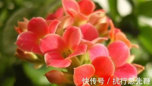 凤仙花凤仙花|养花就养这几款，全年开花不停，花香四溢飘满屋，美爆了