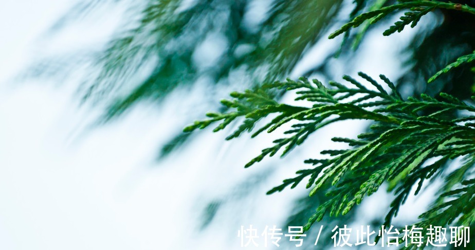 九龙柏|盆栽柏树，春意正浓，依旧不变的翠绿