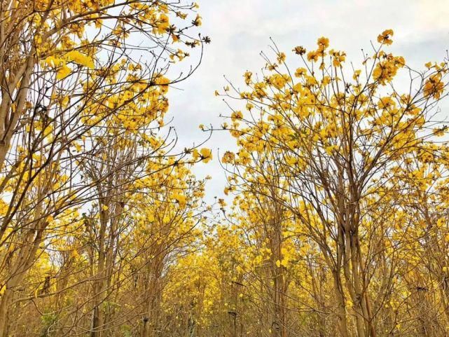 花开正好，你来打卡了没？