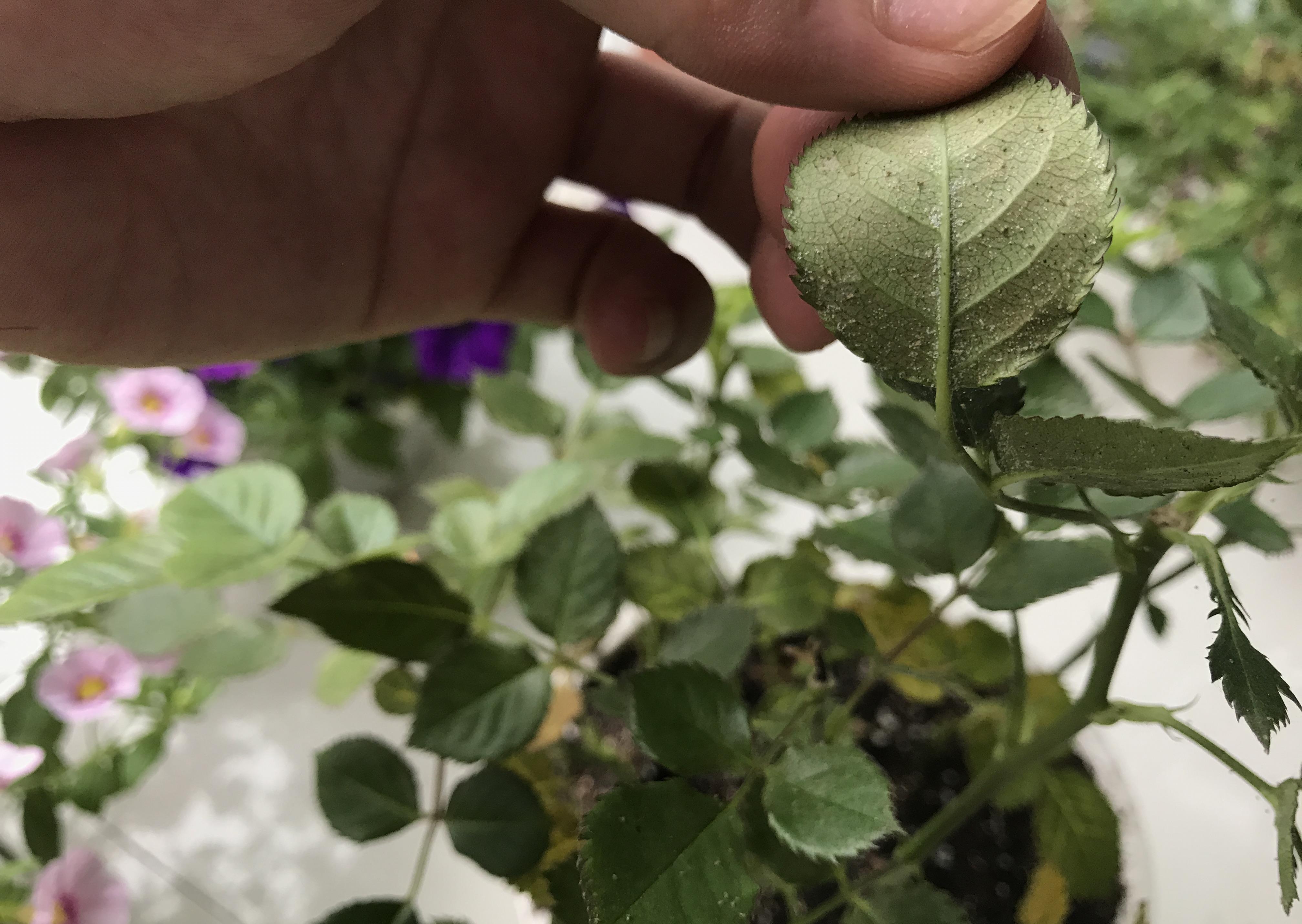 病菌|养花必备的杀菌剂,到底怎么用?多菌灵只是“初级”,黄叶不管用