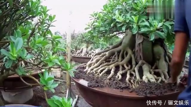 把沙漠玫瑰养成“盆景”,颜值高、价值高,太容易成型了