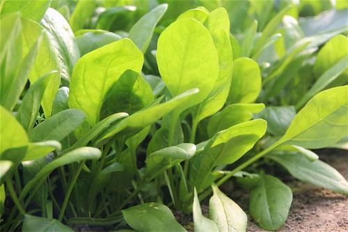 痢疾肠炎|吃了变年轻的食物，女性莫错过，补血润肤，延缓衰老，增强抵抗力