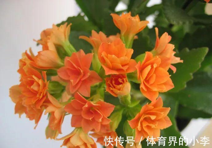 长寿花这样伺候，健康又长寿，开完一茬又一茬