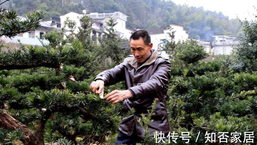 叶片|不注意这些细节，罗汉松越养越丑，养罗汉松必学的常识