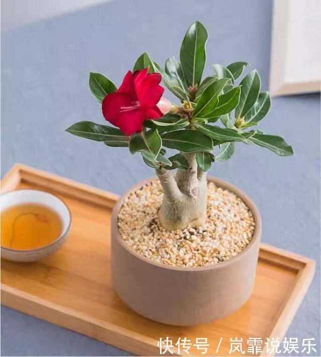 蓄水池|3种“懒人花”,最怕”水大“,”旱“字记心头,盆盆枝繁叶茂!