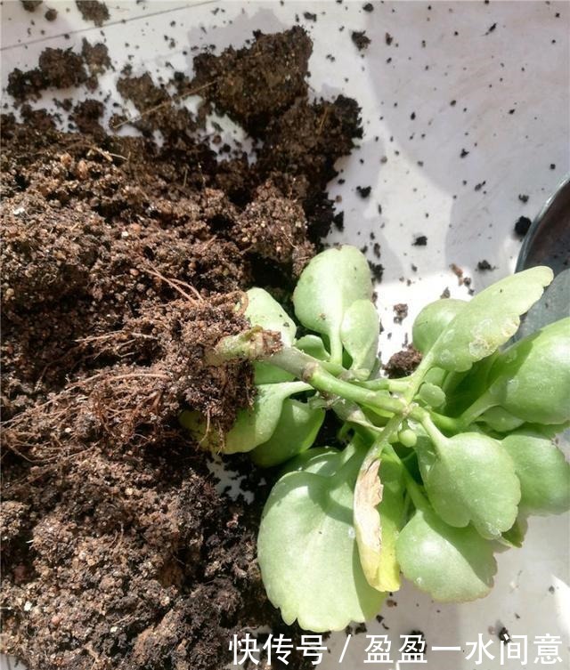 长寿花土里埋点“它”,7天蹭蹭冒白根,轻松度夏,独苗变老桩!