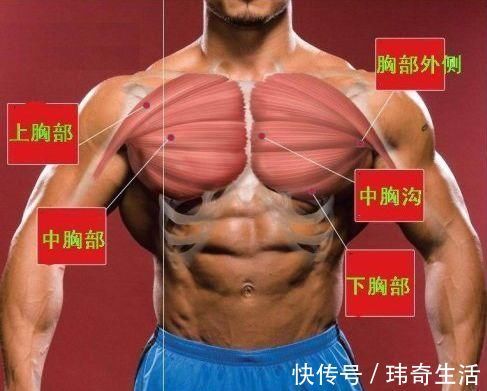 胸部|锻炼胸肌不必太复杂,坚持几个经典动作,就能练出饱满胸肌